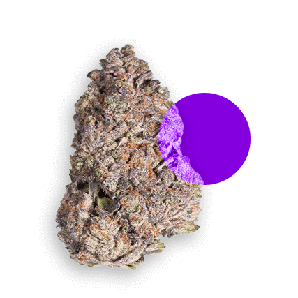 Sativa cannabis strains for daytime energy and creativity at CREAM Dispensary in Jersey City.