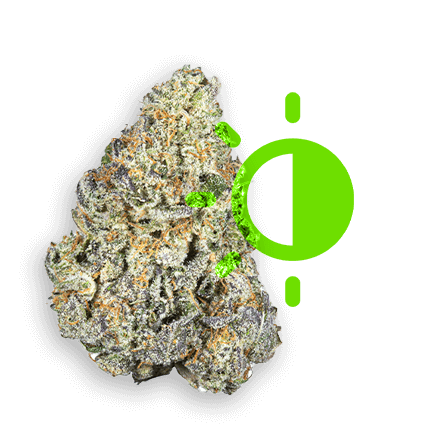 Indica cannabis strains for evening relaxation and sleep at CREAM Dispensary in Jersey City.
